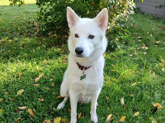 Husky valper