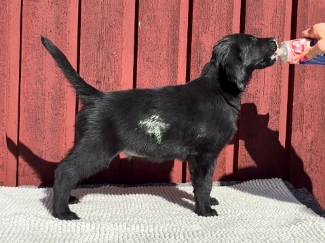 Flatcoated retriever