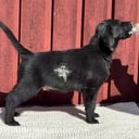 Flat Coated Retriever