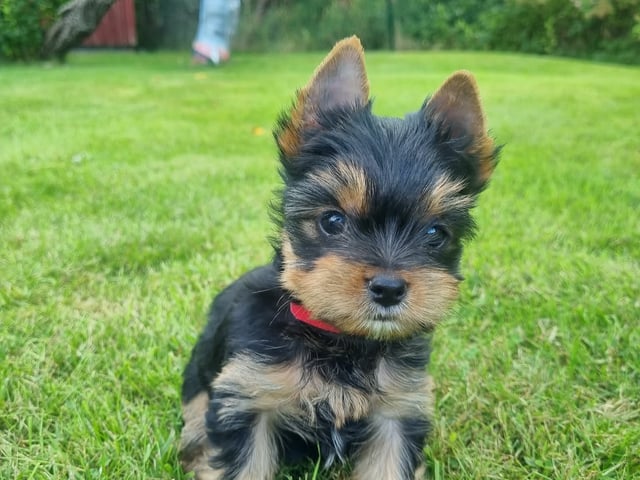 Yorkshire Terrier