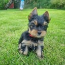 Yorkshire terrier