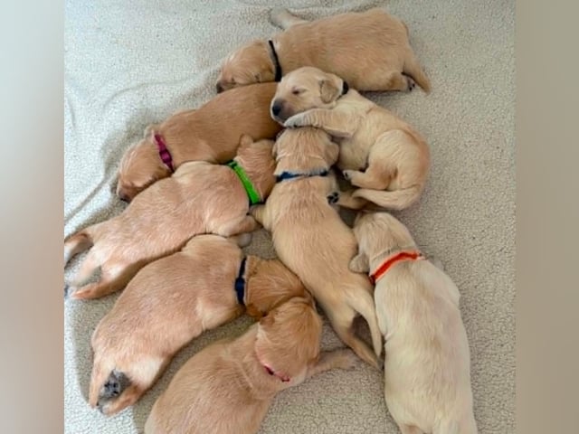 Golden retriever