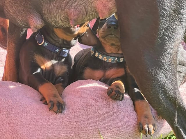 Manchesterterrier