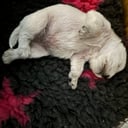 Vit dvärgschnauzer