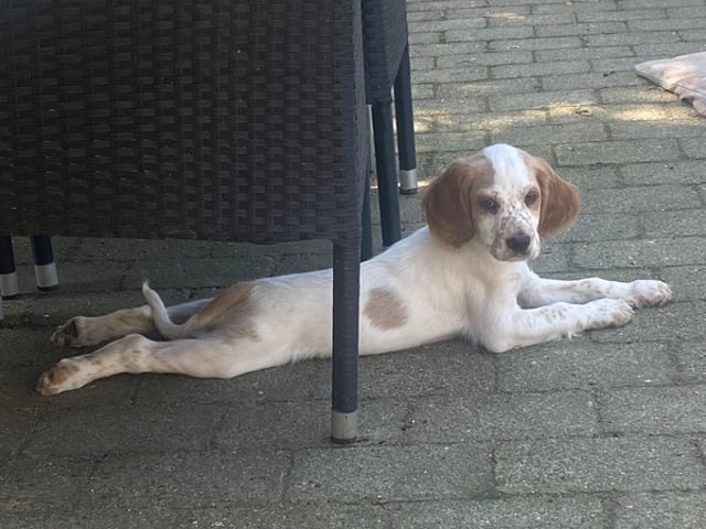 Engelsk setter
