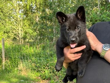 Kennel Snibor Anzi