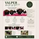 Tibetansk terrier