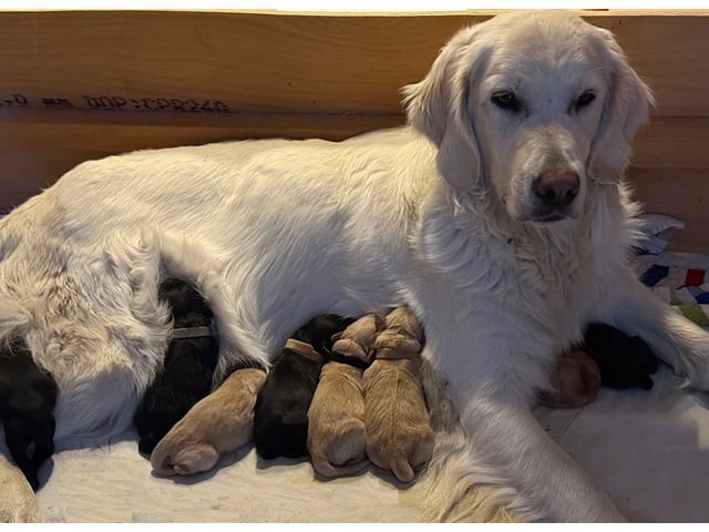 Goldendoodle