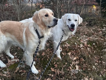 Golden retriever · Kungsbacka · Susanna Malm