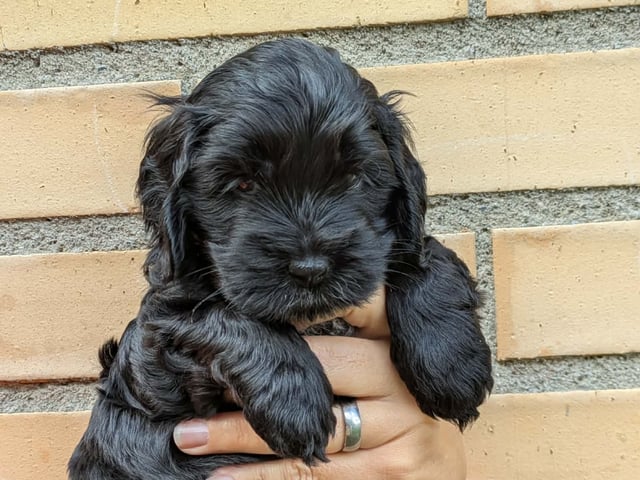Cockerpoo