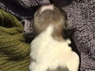 Shih Tzu · København Ø · Lisbeth J.