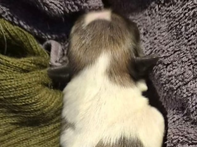Skønne Shih Tzu hvalpe