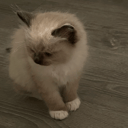 Ragdoll