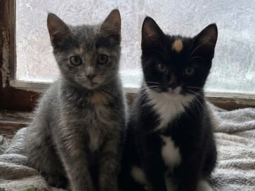 Burma/Norsk skogkatt · Lönsboda · Felicia M.