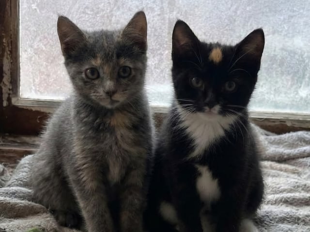 Burma/Norsk skogkatt · Lönsboda · Felicia M.
