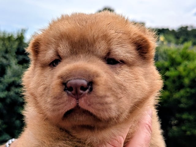 Shar pei