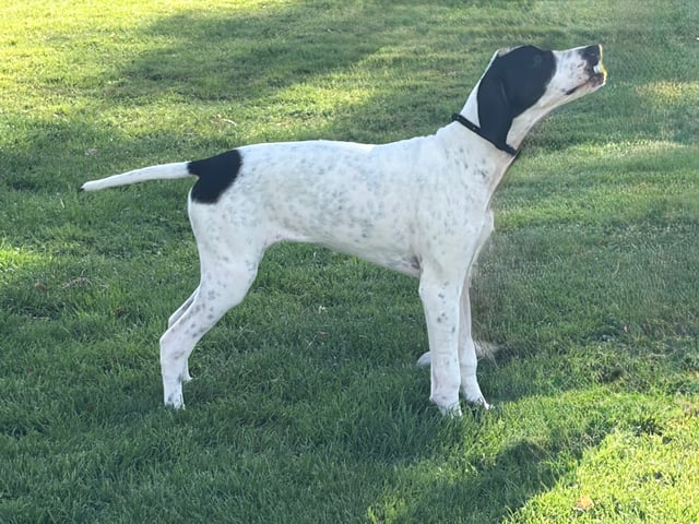 Pointer
