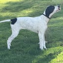 Pointer
