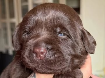 Labrador retriever · Erdal · Annettes Dreamangel