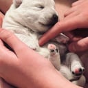West highland white terrier