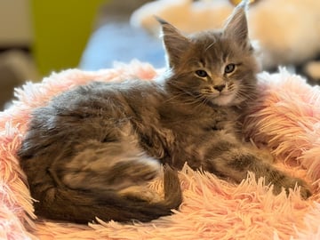 Höjden’s Lynx