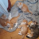 Sibirisk kat