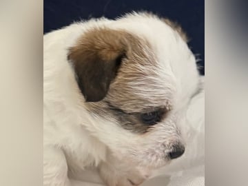 Jack russell terrier · Linghem · Birgitta H.