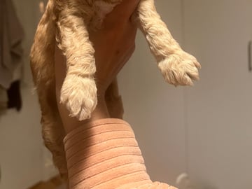 Maltipoo · Upplands väsby · Katarina