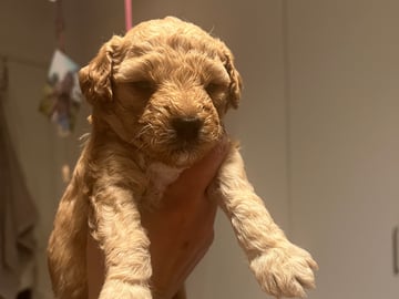 Maltipoo · Upplands väsby · Katarina