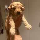 Maltipoo