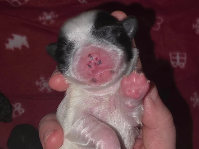 Shihpoo/Japanese chin · Idre · Sabina H.
