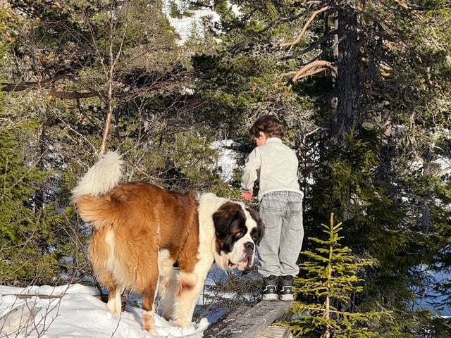 Saint Bernard