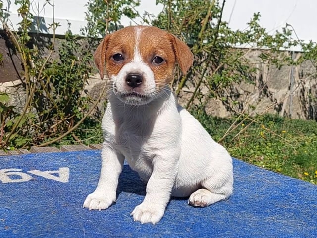 Jack Russell terrier