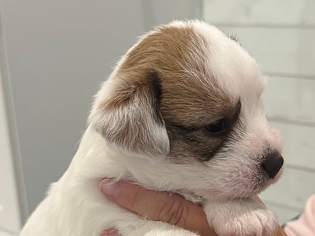 Jack Russel valpar på Kennel Pain-Riche’s