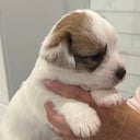 Jack russell terrier