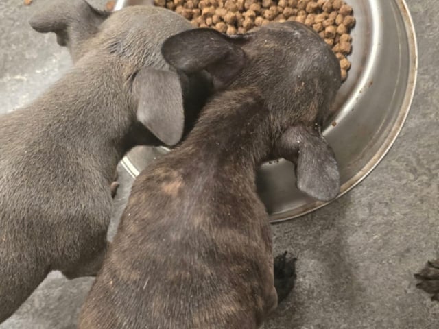 Staffordshire bull terrier