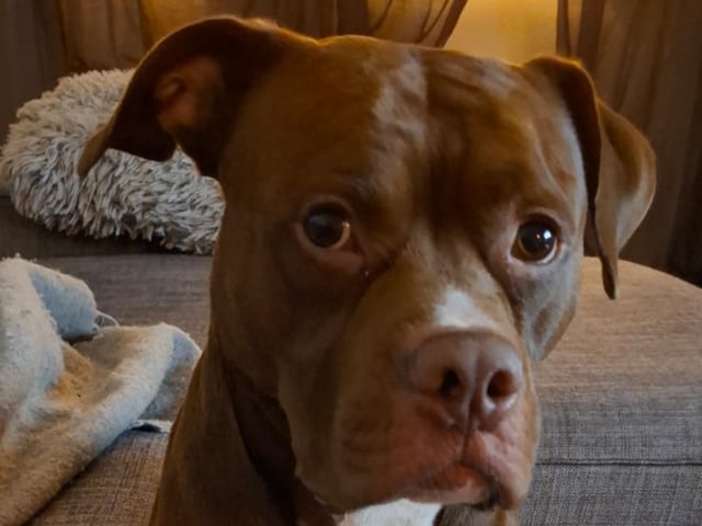 Far: Otto