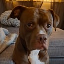 Far: Otto