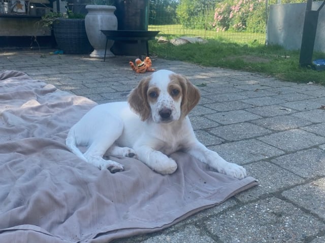 Engelsk setter