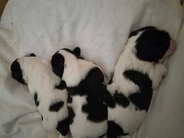Shih Tzu · København Ø · Lisbeth J.