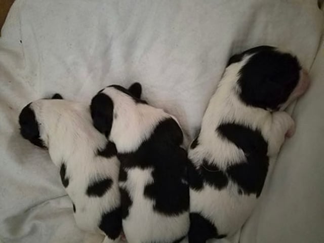 Skønne Shih Tzu hvalpe