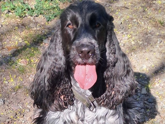 Cocker spaniel