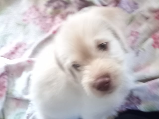 Valp: Teddie