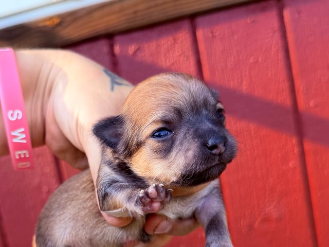 Chihuahua