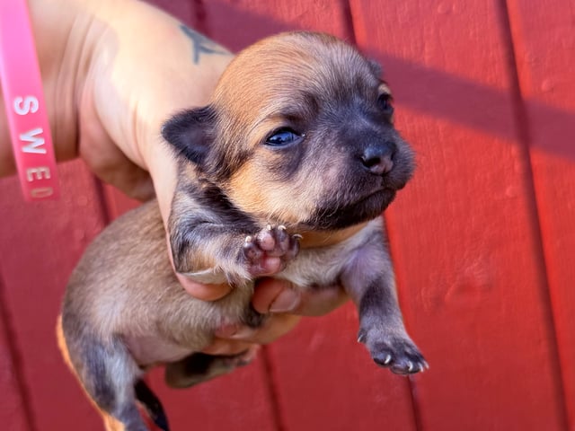 Chihuahua