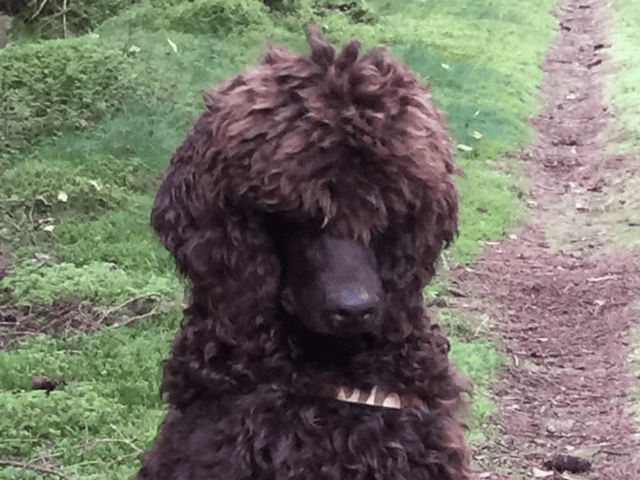 Far: Cooper