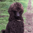 Far: Cooper