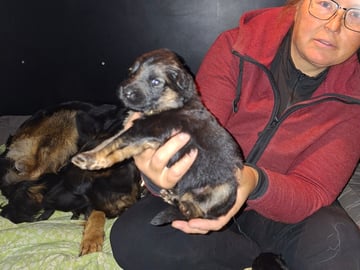 Schæferhund · Hova · Charming Shepherd's