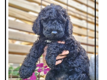 Double Doodle · Borås · Smith Labradoodles