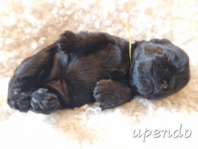 Affenpinscher